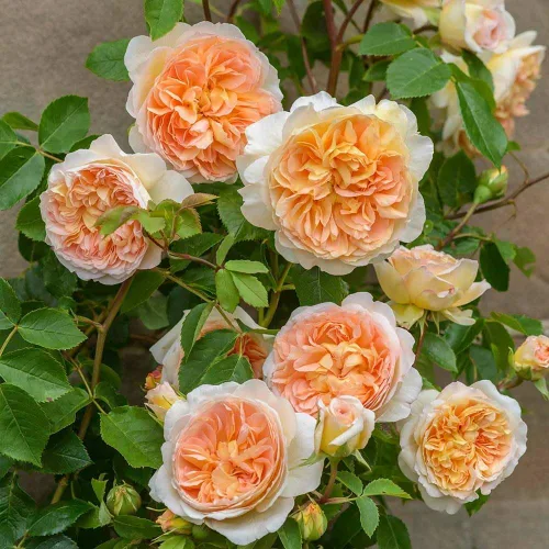 Miniatura 2 de Rosas trepadoras inglesas de reliquia, planta de raíz propia viva para jardín al aire libre, Betsabé, muy fragante, zonas de rusticidad: 5-11
