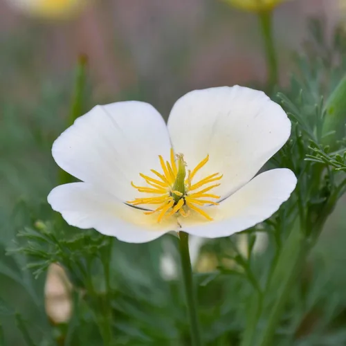 Miniatura 9 de Eden Brothers Semillas de Amapola California - Alba