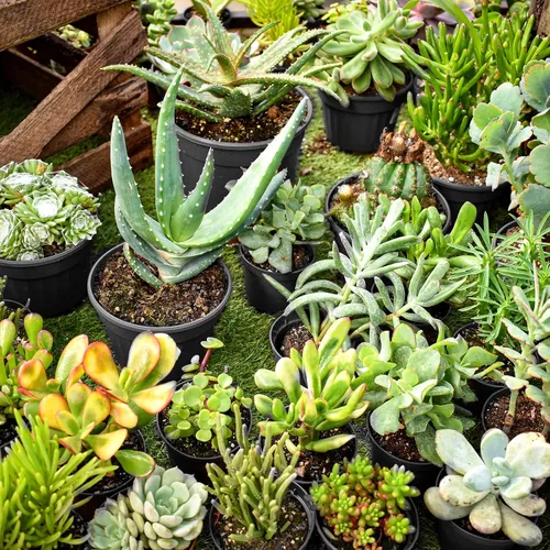 Miniatura 7 de RAOOKIF Paquete de 100 macetas de vivero, 4, 5 y 6 pulgadas, macetas de plástico con agujeros de drenaje, macetas de jardín para trasplante