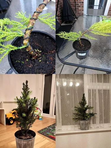Miniatura 8 de Kebinfen® Kit de alambre de entrenamiento para bonsái para árbol bonsái, con cortador de alambre de bonsái, tamaño de los alambres de bonsái 0.039