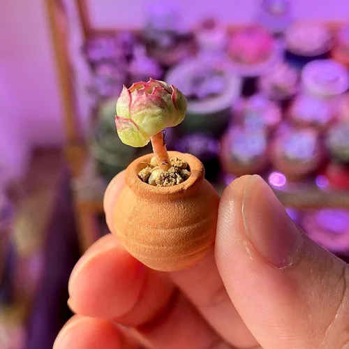 Miniatura 4 de Mini macetas de terracota – Macetas pequeñas de arcilla para suculentas, cactus, manualidades de bricolaje, jardín de hadas, proyectos escolares