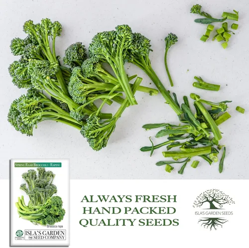 Miniatura 4 de Semillas de brócoli Raab Rapini de primavera, 300 semillas por paquete, semillas sin OMG, nombre botánico: Brassica oleracea, Isla's Garden Seeds