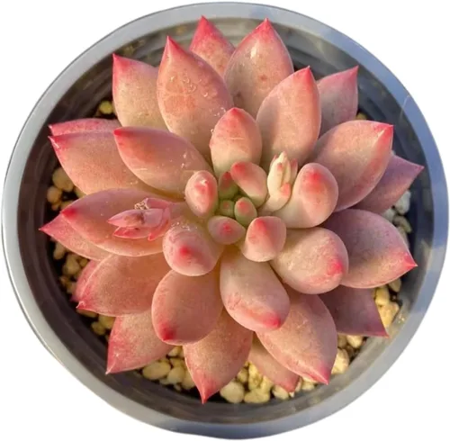 Miniatura 15 de Echeveria Agavoides Ebony - Suculenta viva - 2.5 pulgadas - Tolerante a la sequía, bajo mantenimiento, ideal para interiores y exteriores, Echeveria