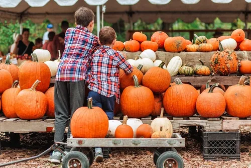 Miniatura 4 de Kit de semillas de parche de calabaza, 30 semillas para cultivar, ganar dinero vendiendo calabazas y calabazas, una bolsa de semillas mixtas