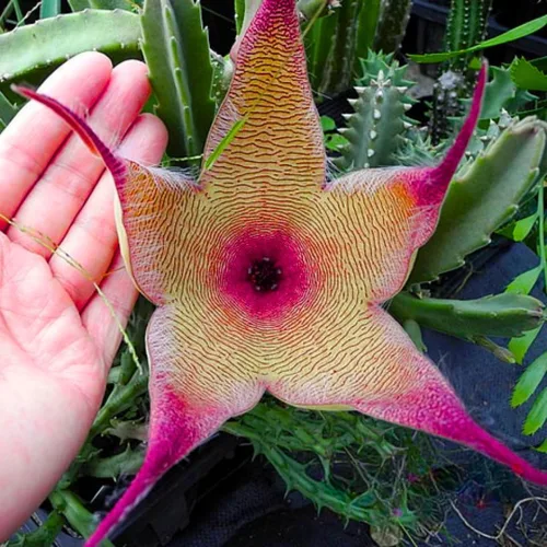 Miniatura 7 de Juego de 2 plantas raras de cactus de estrella de mar vivas en maceta de 2 pulgadas, cactus pequeños suculentos bien arraigados de 4 a 8 pulgadas