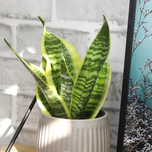 Miniatura 3 de Altman Plants - Planta de serpiente viva (Superba), aproximadamente 13" de alto, prácticamente indestructible, fácil planta suculenta para el hogar