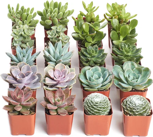 Shop Succulents | Colección surtida | Surtido variado de plantas suculentas reales de interior, totalmente arraigadas, paquete de 20 unidades B