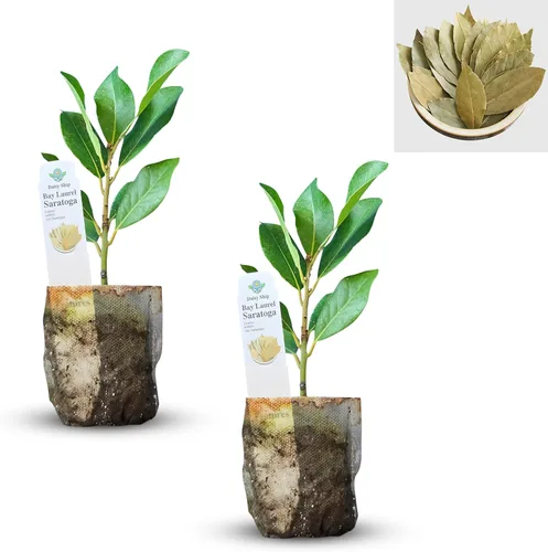 Miniatura 16 de Hoja de laurel mediterránea, planta viva de laurel de laurel. Variedad estándar - Laurus Nobilis. Planta viva. Fragante, fresca, comestible. Lo