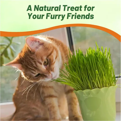 Miniatura 5 de Outsidepride - 500 semillas de la hierba ornamental cebada (Hordeum vulgare Variegate [Cat Grass] para sembrar