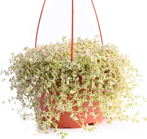 Plantas suculentas colgantes vivas – Colección de suculentas viñedoras – Suculentas colgantes grandes de 6 pulgadas (cadena de perlas) (Crassula