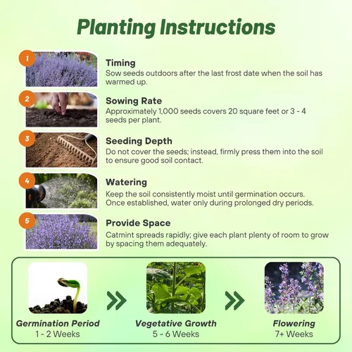 Miniatura 5 de Outsidepride Nepeta Mussinii - Semillas de hierba gatera – 1000 semillas perennes, tolerantes al calor y la sequía para plantar flores azules