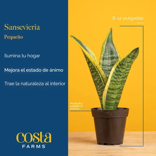 Miniatura 4 de Costa Farms - Planta de serpiente, Sansevieria, planta viva en maceta decorativa, fácil de mantener, suculenta purificadora de aire para interiores