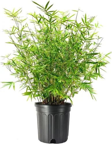 Golden Goddess - Planta de bambú de seto | 2 plantas extra grandes de 3 galones | Bambusa Multiplex | Bambusa Multiplex | Bambú vivo no invasivo de