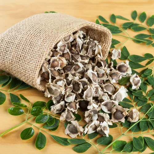 Miniatura 2 de 100 semillas de moringa para plantar, semillas de plantas vegetales de Moringa Oleifera para jardinería al aire libre
