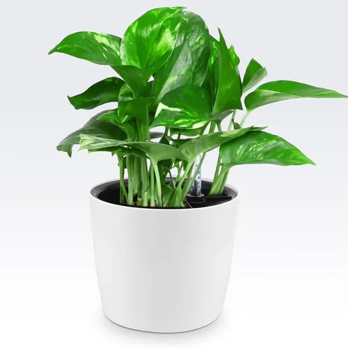 Miniatura 7 de Paquete de 4 Macetas de Autoriego de 7 Pulgadas para Plantas de Interior, Macetas Redondas Decorativas Blancas de Plástico de Autoriego