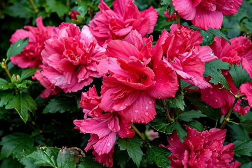 Miniatura 3 de 5 arbustos de hibisco rojo Lucy Rose of Sharon (Althea) - Plantas vivas de 10 a 18 pulgadas de alto - Plántulas de arbustos/árboles en flor - Rojo