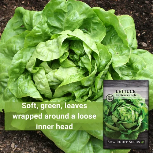 Miniatura 3 de Sow Right Seeds - Semillas de lechuga Buttercrunch para plantar - Paquete de reliquia sin OMG con instrucciones para plantar un huerto doméstico