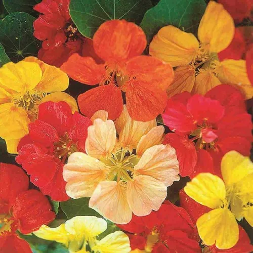 Miniatura 2 de Capuchina, semillas de mezcla de pájaros silbidos, 100 semillas, flor hermosa recién cosechada