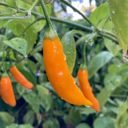 Miniatura 2 de Aji Amarillo-Peruvian Yellow,10 Semillas de Pimienta,Uso Fresco,Asado,Seco,Salsas,Polvo
