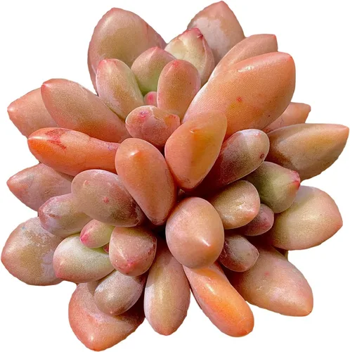 Miniatura 6 de Dudleya Gnoma S.W.McCabe - Plantas suculentas vivas raras, 8-14 cabezas tamaño maceta de 5 a 6 pulgadas, planta viva rosa, excluye tierra de maceta