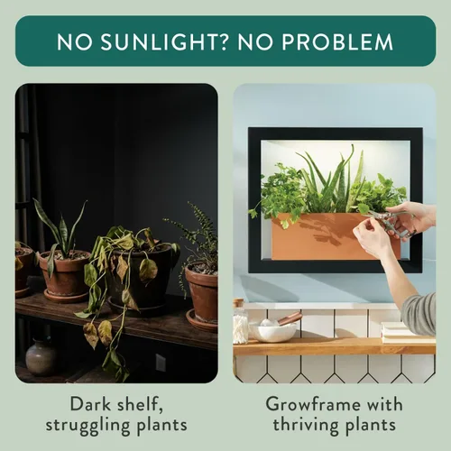 Miniatura 6 de Modern Sprout Smart Growframe - Soporte para plantas montado en la pared con luz LED de cultivo - Control inteligente por aplicación - Marco