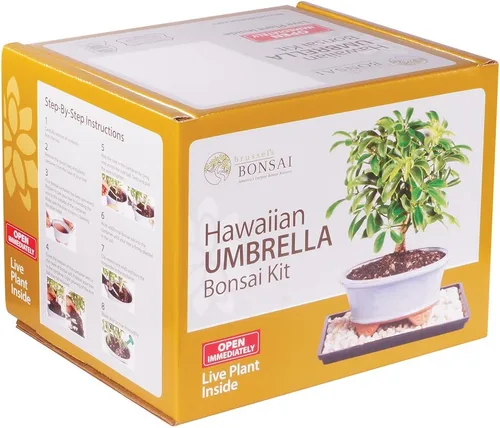 Miniatura 2 de Brussel's Live Hawaiian Umbrella - Kit de árbol bonsái para interiores, 3 años, de 8 a 10 pulgadas, bonsái vivo en maceta de cerámica para bonsái