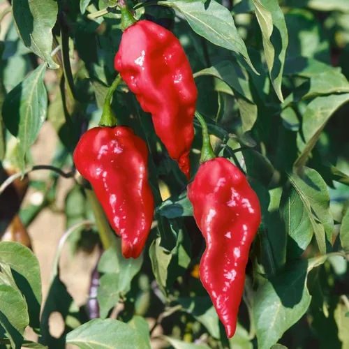 Miniatura 2 de Park Seed Variedad de semillas de plantas de chile picante, fáciles de cultivar, perfectas para jardín de primavera, fajita caliente de cocina