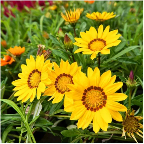 everwilde granjas – Gazania flores silvestres semillas – oro Vault