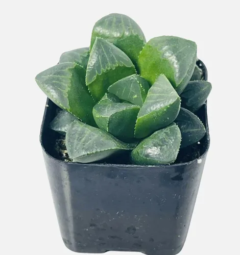 Miniatura 6 de Plantas suculentas vivas de USKC (Graptopetalum Superbum de 2 pulgadas)