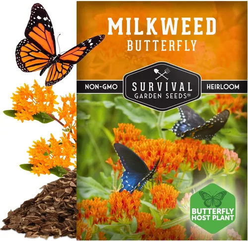 Miniatura 5 de Semillas de algodoncillo de mariposa para plantar, reliquia Asclepias Tuberosa, flores naranjas nativas para mariposas monarca y jardines