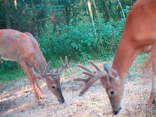 Miniatura 3 de Poción de ciervo anzuelo – Concentrado Deer anzuelo Poción mezcla