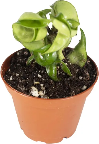 Miniatura 6 de Hoya - Cuerda hindú abigarrada, variedad rara, 2.5 pulgadas de California Tropicals