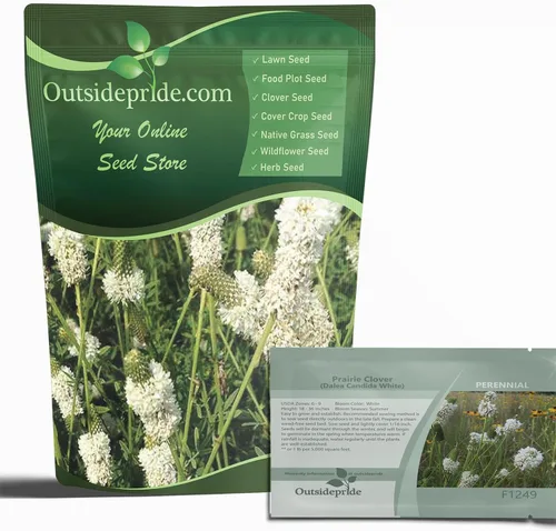 Outsidepride Semillas de trébol de pradera blanca – 1/4 lb. Semillas perennes para plantar, fáciles de cultivar, tolerantes a la sequía y al calor,