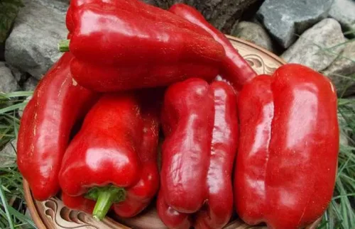 Miniatura 4 de Semillas Verduras Sweet Bell Red Giant Pepper - 30 Semillas