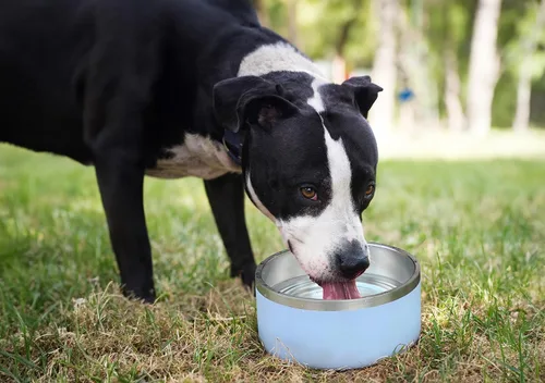 Miniatura 6 de Alpine Juego de 2 cuencos de acero inoxidable para perros, antideslizantes, cuenco de metal para mascotas para alimentos y agua, aislamiento de Azul