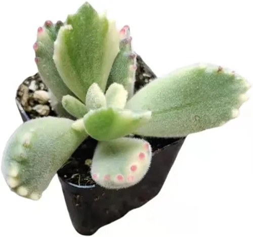 Miniatura 3 de Plantas suculentas vivas Cotyledon tomentosa pata de oso (maceta de 2 pulgadas no abigarrada)