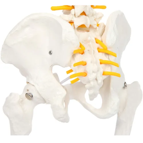 Miniatura 7 de Axis Scientific mini modelo de anatomía de columna vertebral, incluye nervios y viene con soporte resistente.