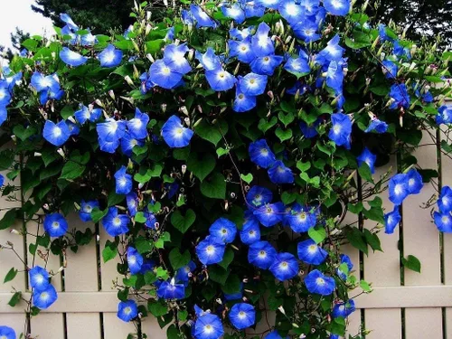 Miniatura 5 de Semillas de vid para plantar: cultiva enredaderas increíbles para paisajismo, paredes o cercas (Glicina americana)