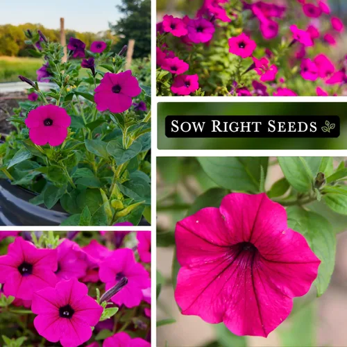 Miniatura 4 de Sow Right Seeds - Semilla de flor violeta silvestre Petunia para plantar - Hermosas flores para plantar en el jardín de tu hogar - Semillas