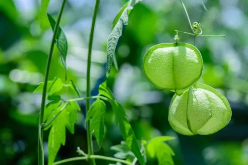 Miniatura 8 de Semillas de vid para plantar: cultiva enredaderas increíbles para paisajismo, paredes o cercas (Glicina americana)