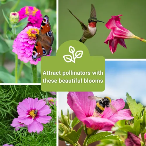 Miniatura 6 de Sow Right Seeds - Colección de semillas de flores rosas para plantar - Paquetes de reliquia sin OMG con instrucciones - Maravillosas flores rosadas