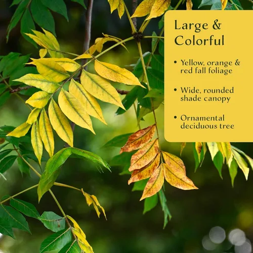 Miniatura 3 de 1 árbol de pistache chino Árbol joven vivo en cubo de vivero de 2.5 pulgadas Variedad Pistacia Chinensis Toldos de sombra caducifolios