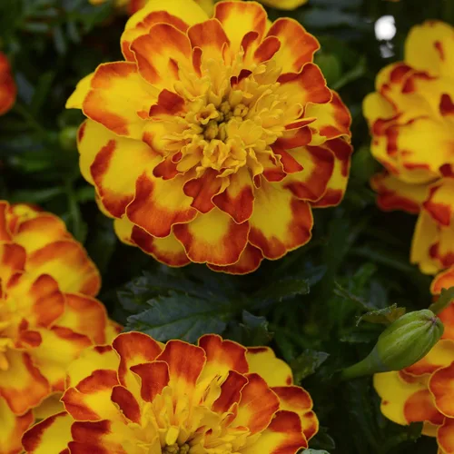 Miniatura 7 de Outsidepride Semillas de caléndula francesa flamenca, 100 unidades, anuales, compactas, tolerantes al calor y la sequía para plantar con cresta