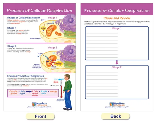 Miniatura 4 de NewPath Learning Tablón de anuncios de fotosíntesis y respiración, juego de 6 tablones de anuncios laminados, de doble cara, a todo color, 12 x 18