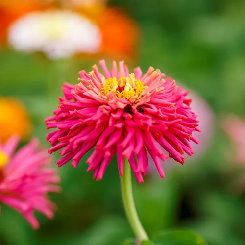Miniatura 2 de Eden Brothers - Semillas de zinnia, cactus con flores, sin OMG, plantar en primavera, paquete, flores de bajo mantenimiento, zonas 3, 4, 5, 6, 7, 8