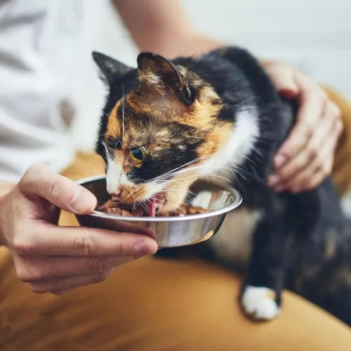 Miniatura 5 de Cuencos de acero inoxidable para gatos, cuencos de comida poco profundos para gatos, plato pequeño de metal para mascotas para gatitos y gatos