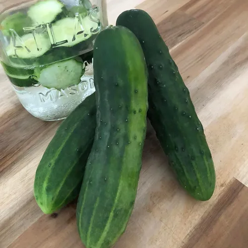 Organic Marketmore 76 Semillas de pepino (Cucumis sativus) 100 semillas (0.11 onzas) - Semillas de pepino para plantar por Smoke Camp Crafts