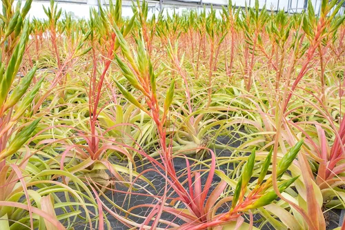 Miniatura 4 de Air Plant Shop Tillandsia Roland Gosselini - Paquete de 5 plantas suculentas vivas para el hogar y el jardín, plantas de interior y exterior