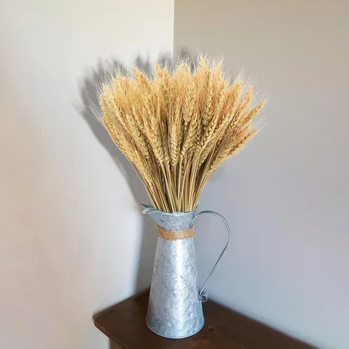 Miniatura 7 de Tallos de trigo seco de 17.7 pulgadas, 100 tallos de flores secas 100% trigo natural para el hogar, cocina, oficina, arreglo floral, mesa de boda