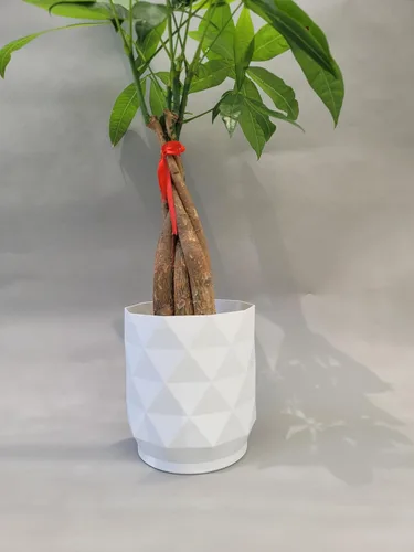 Miniatura 4 de Planta viva trenzada de árbol chino del dinero, ahora disponible en maceta geométrica de riego automático, Pachira Aquatica, árbol bonsái vivo